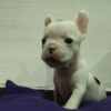 Loba