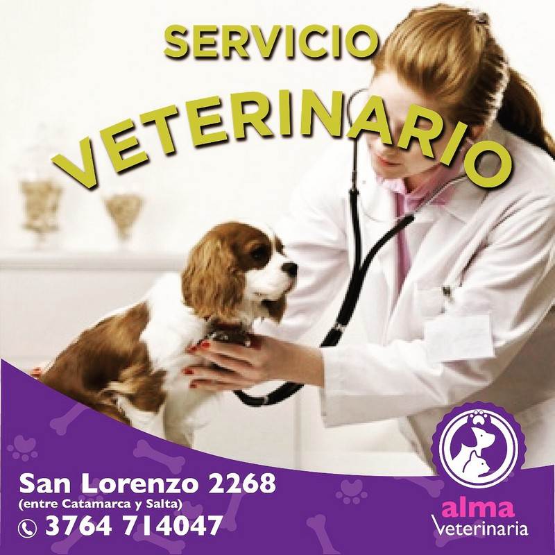 3veterinario