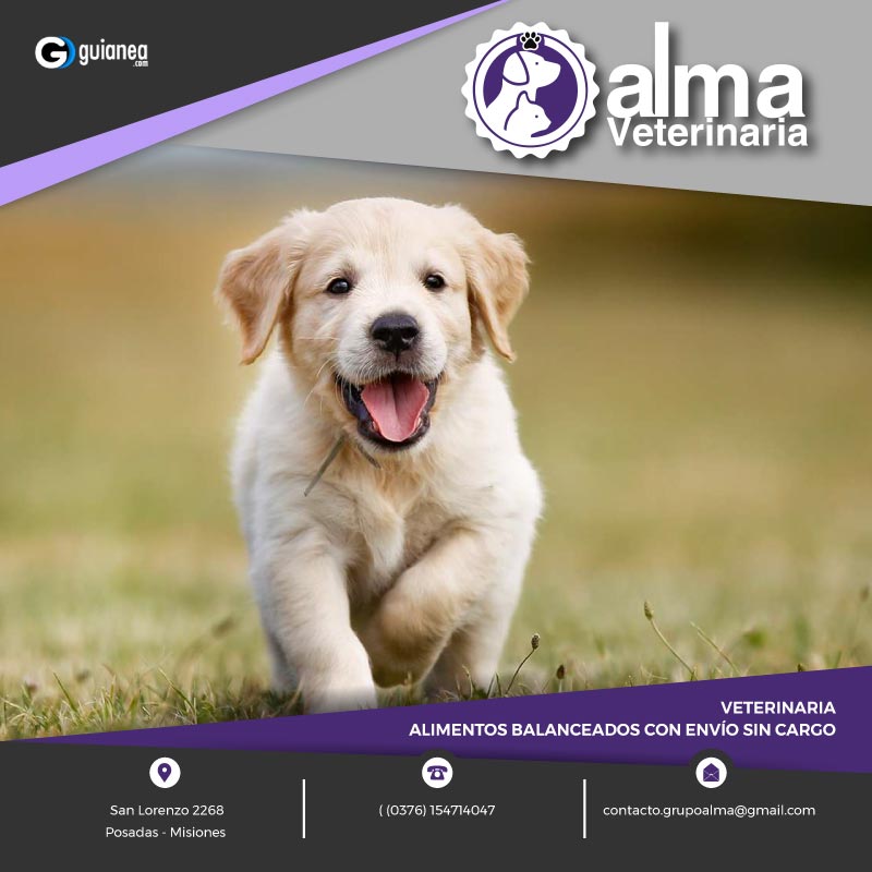Alma Veterinaria urgencias emergencias Posadas Misiones