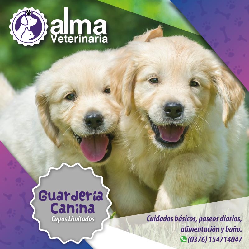 Guarderia Canina Alma Veterinaria