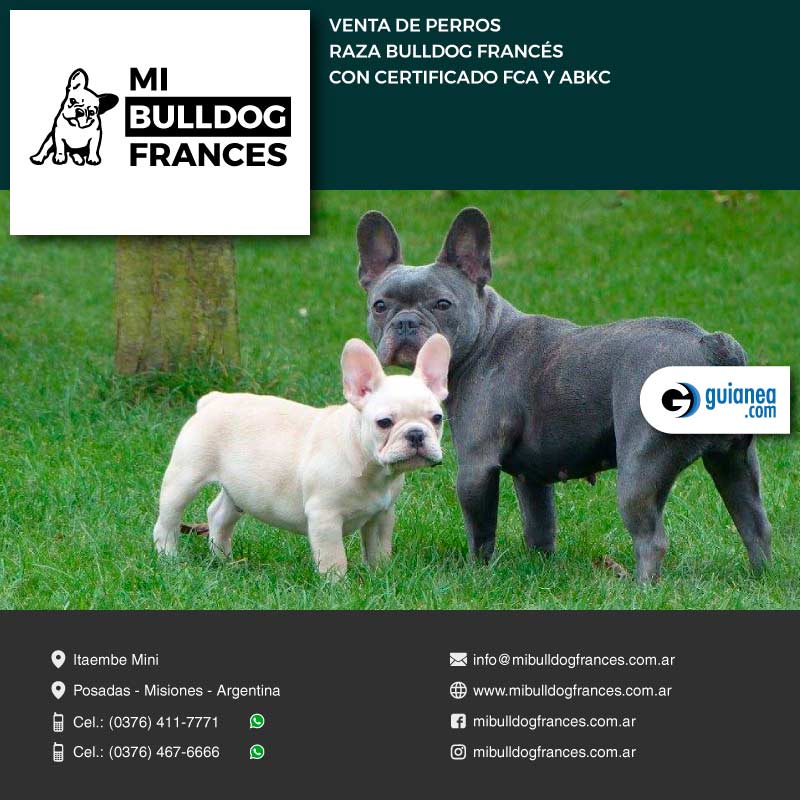 800x800guianea2019 mibulldogfrances
