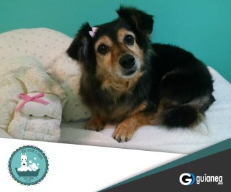 Por Amor a Mora Spa y Moda Canina Spa Canino Posadas