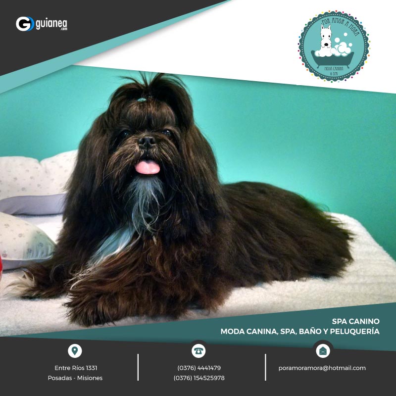 Por Amor a Mora Spa Canino Moda Canina Posadas Misiones