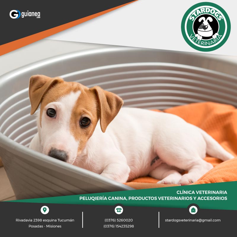 Stardogs Clínica Veterinaria Posadas Misiones