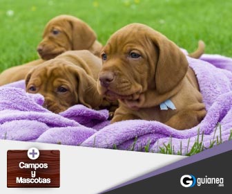veterinarias en posadas misiones campos y mascotas