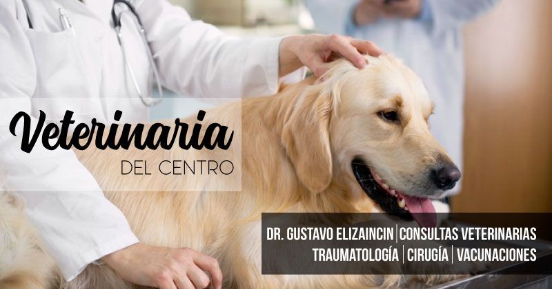 800x420veterinariadelcentro